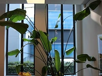 Plant in pot, hoogte ca 3 meter. - afbeelding 2 van  3