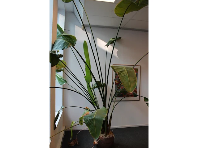 Plant in pot, hoogte ca 3 meter. - afbeelding 3 van  3