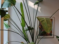 Plant in pot, hoogte ca 3 meter. - afbeelding 3 van  3