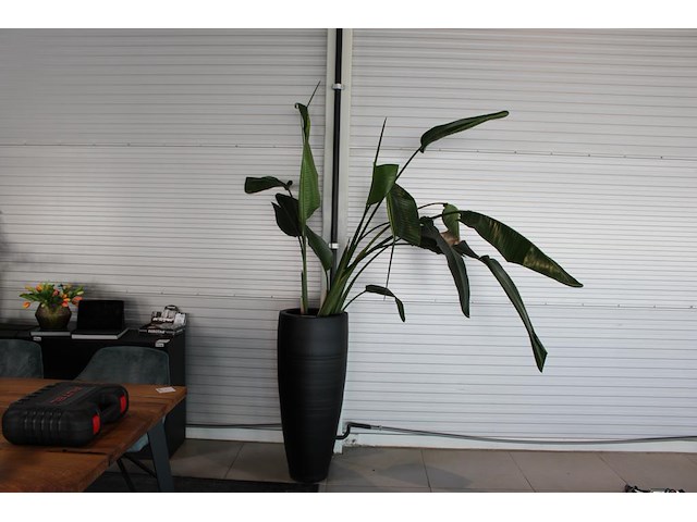 Plant in pot, hoogte pot 100 cm. totale hoogte circa 240 cm. - afbeelding 1 van  3