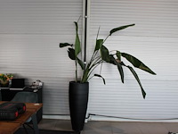 Plant in pot, hoogte pot 100 cm. totale hoogte circa 240 cm. - afbeelding 1 van  3