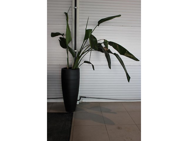 Plant in pot, hoogte pot 100 cm. totale hoogte circa 240 cm. - afbeelding 2 van  3