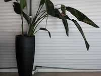 Plant in pot, hoogte pot 100 cm. totale hoogte circa 240 cm. - afbeelding 2 van  3