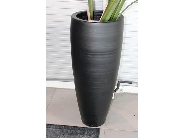 Plant in pot, hoogte pot 100 cm. totale hoogte circa 240 cm. - afbeelding 3 van  3