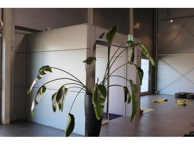 Plant in pot, hoogte pot 100 cm. totale hoogte circa 270 cm. - afbeelding 1 van  3