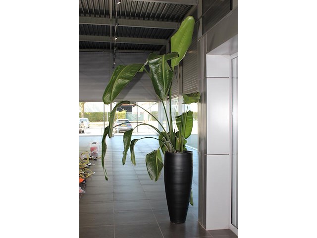 Plant in pot, hoogte pot 100 cm. totale hoogte circa 270 cm. - afbeelding 2 van  3