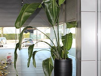 Plant in pot, hoogte pot 100 cm. totale hoogte circa 270 cm. - afbeelding 2 van  3