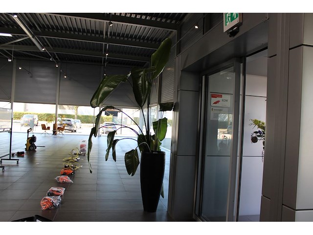 Plant in pot, hoogte pot 100 cm. totale hoogte circa 270 cm. - afbeelding 3 van  3