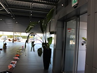 Plant in pot, hoogte pot 100 cm. totale hoogte circa 270 cm. - afbeelding 3 van  3