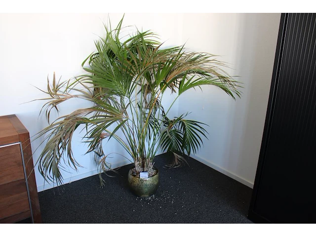 Plant in pot. hoogte pot 25 cm. - afbeelding 1 van  2