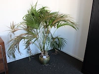 Plant in pot. hoogte pot 25 cm.