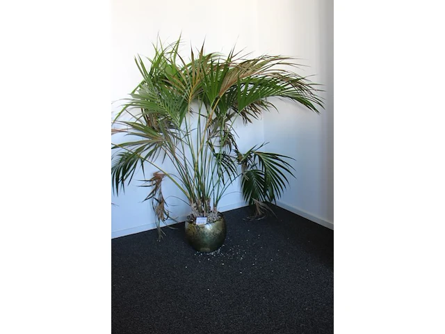 Plant in pot. hoogte pot 25 cm. - afbeelding 2 van  2