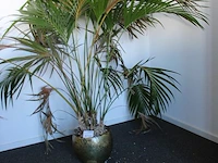 Plant in pot. hoogte pot 25 cm. - afbeelding 2 van  2