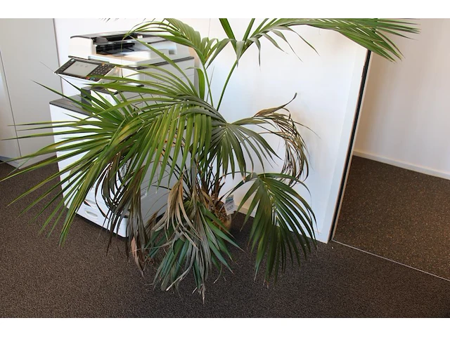 Plant in pot. hoogte pot 25 cm - afbeelding 1 van  3
