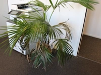 Plant in pot. hoogte pot 25 cm
