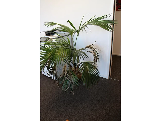 Plant in pot. hoogte pot 25 cm - afbeelding 2 van  3