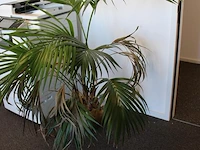 Plant in pot. hoogte pot 25 cm - afbeelding 2 van  3