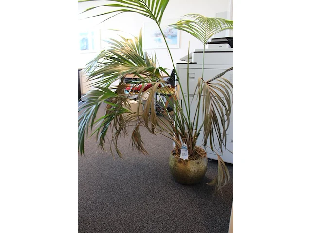 Plant in pot. hoogte pot 25 cm - afbeelding 3 van  3
