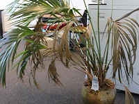Plant in pot. hoogte pot 25 cm - afbeelding 3 van  3