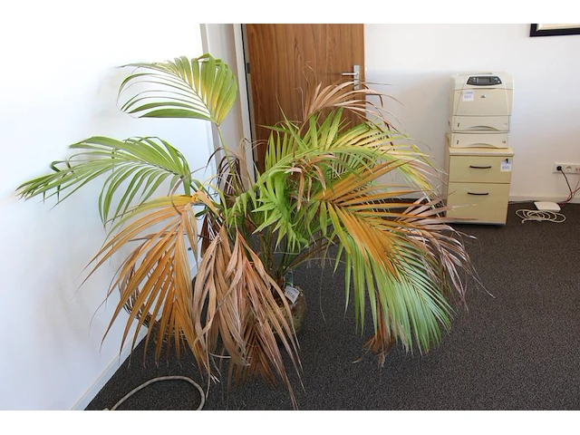 Plant in pot. hoogte pot 25 cm - afbeelding 1 van  3