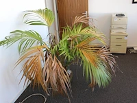 Plant in pot. hoogte pot 25 cm