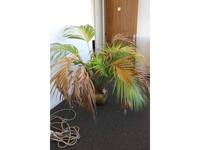 Plant in pot. hoogte pot 25 cm - afbeelding 2 van  3
