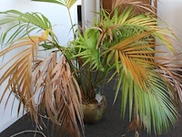 Plant in pot. hoogte pot 25 cm - afbeelding 2 van  3
