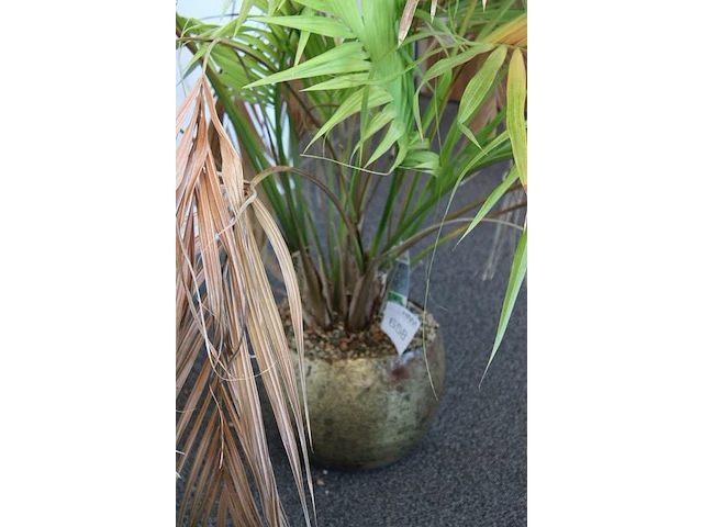 Plant in pot. hoogte pot 25 cm - afbeelding 3 van  3