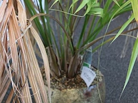 Plant in pot. hoogte pot 25 cm - afbeelding 3 van  3