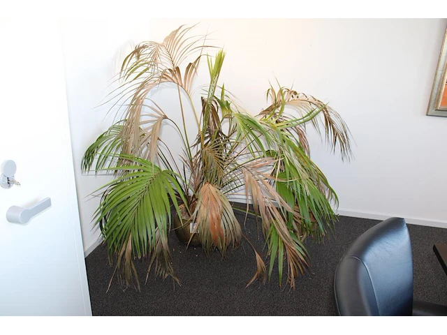 Plant in pot. hoogte pot 25 cm - afbeelding 1 van  2