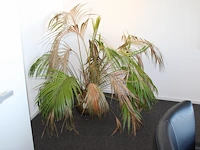 Plant in pot. hoogte pot 25 cm