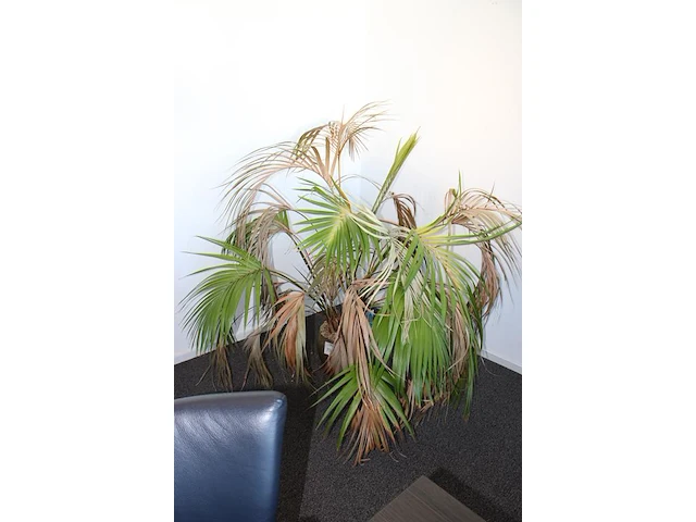 Plant in pot. hoogte pot 25 cm - afbeelding 2 van  2
