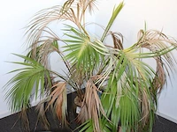 Plant in pot. hoogte pot 25 cm - afbeelding 2 van  2