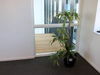 Plant in pot. hoogte pot 32 cm