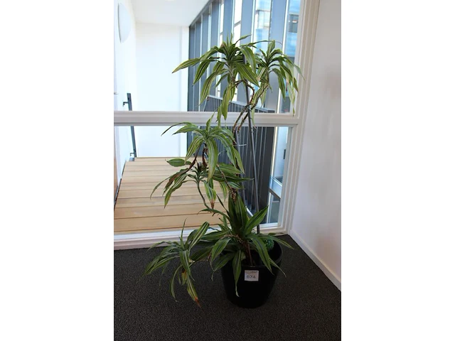 Plant in pot. hoogte pot 32 cm - afbeelding 2 van  2