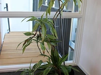 Plant in pot. hoogte pot 32 cm - afbeelding 2 van  2