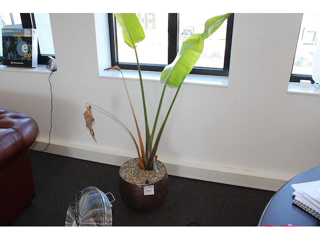 Plant in pot. hoogte pot 32 cm - afbeelding 1 van  2