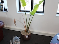 Plant in pot. hoogte pot 32 cm
