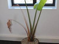 Plant in pot. hoogte pot 32 cm - afbeelding 2 van  2