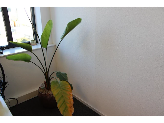 Plant in pot. hoogte pot 33 cm - afbeelding 1 van  2