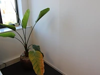 Plant in pot. hoogte pot 33 cm