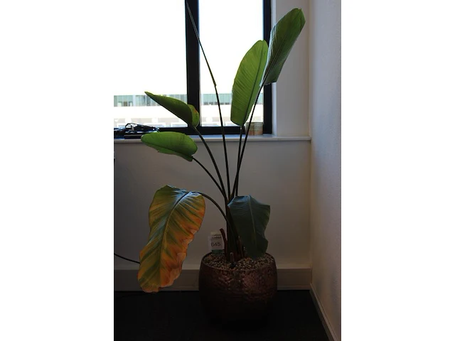 Plant in pot. hoogte pot 33 cm - afbeelding 2 van  2