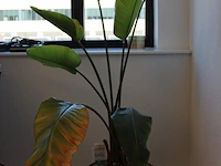 Plant in pot. hoogte pot 33 cm - afbeelding 2 van  2