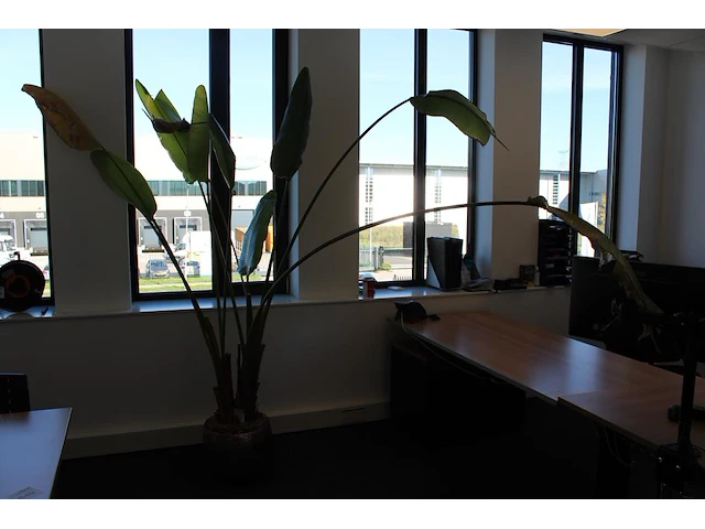 Plant in pot. hoogte pot 33 cm - afbeelding 1 van  3