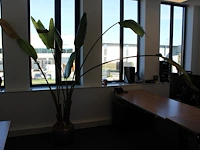 Plant in pot. hoogte pot 33 cm