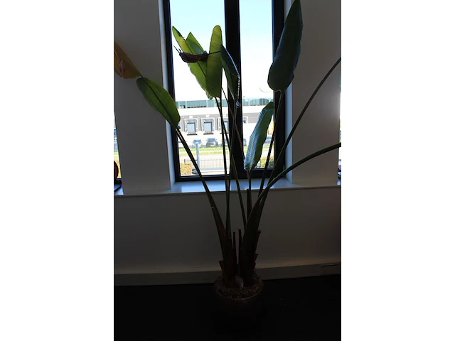 Plant in pot. hoogte pot 33 cm - afbeelding 2 van  3