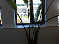 Plant in pot. hoogte pot 33 cm - afbeelding 2 van  3