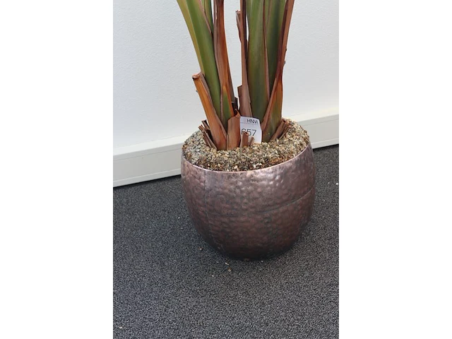 Plant in pot. hoogte pot 33 cm - afbeelding 3 van  3