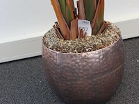 Plant in pot. hoogte pot 33 cm - afbeelding 3 van  3