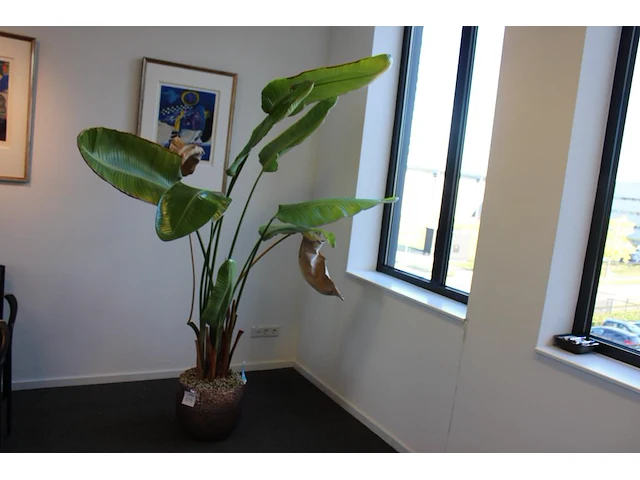 Plant in pot. hoogte pot 33 cm - afbeelding 1 van  3